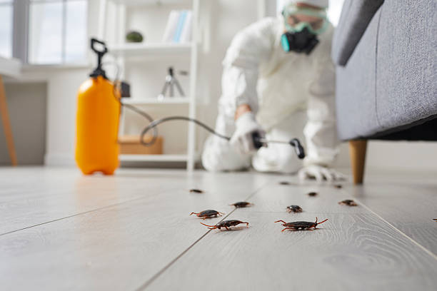 Commercial Kitchen Cockroach Control in East Quincy